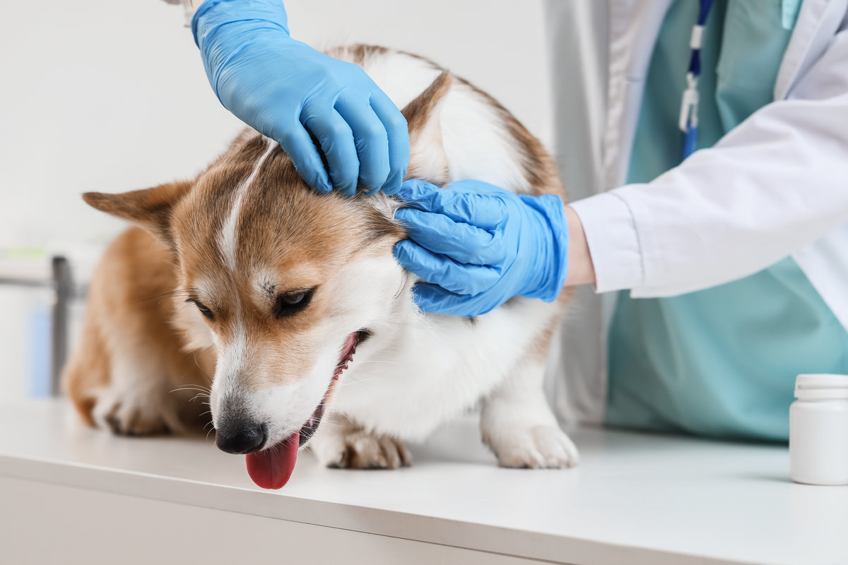 Veterinarian examining ears of dog in clinic
