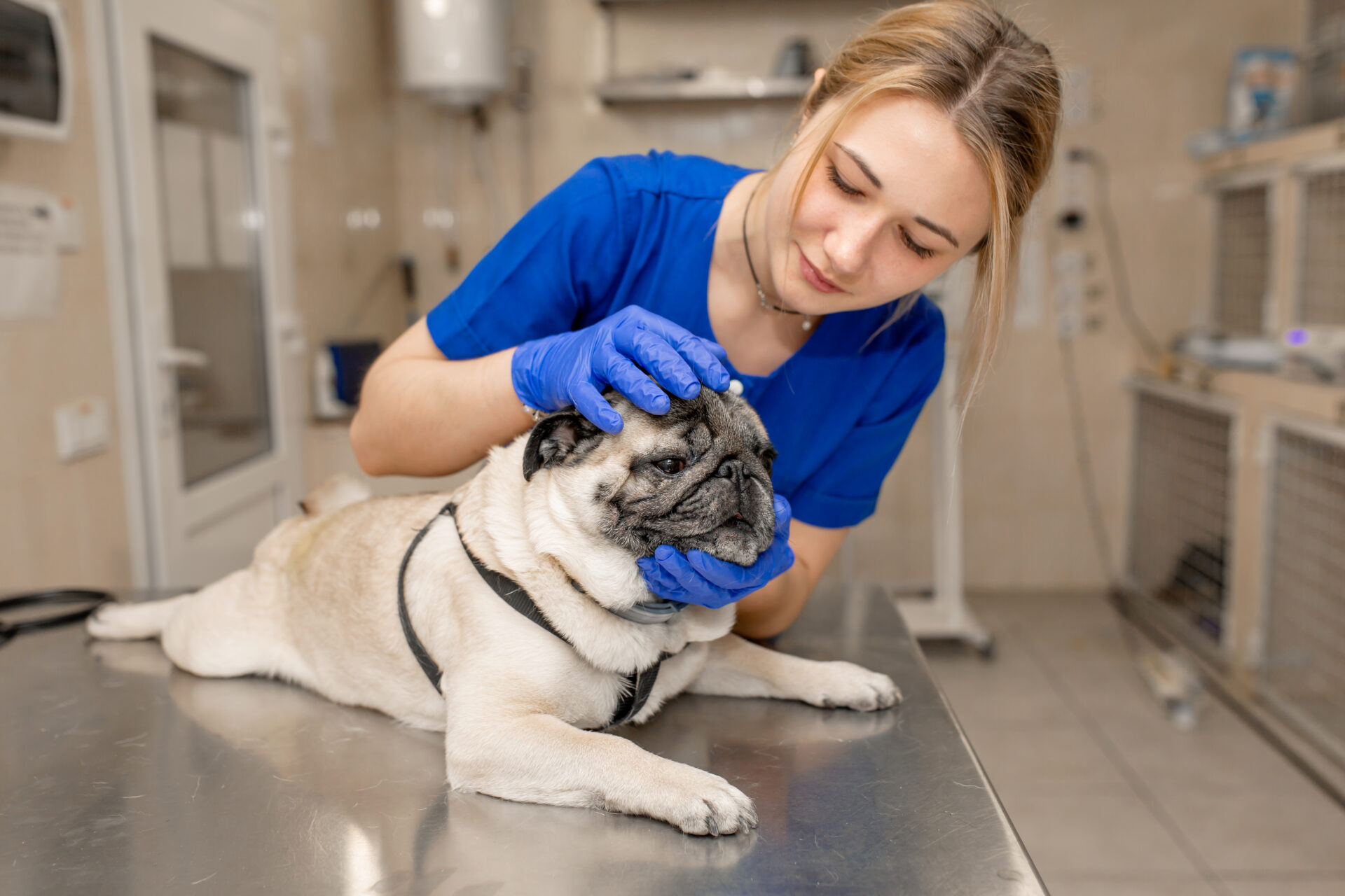 Young professional female veterinarian doctor check ears of pug dog in veterinary clinic.