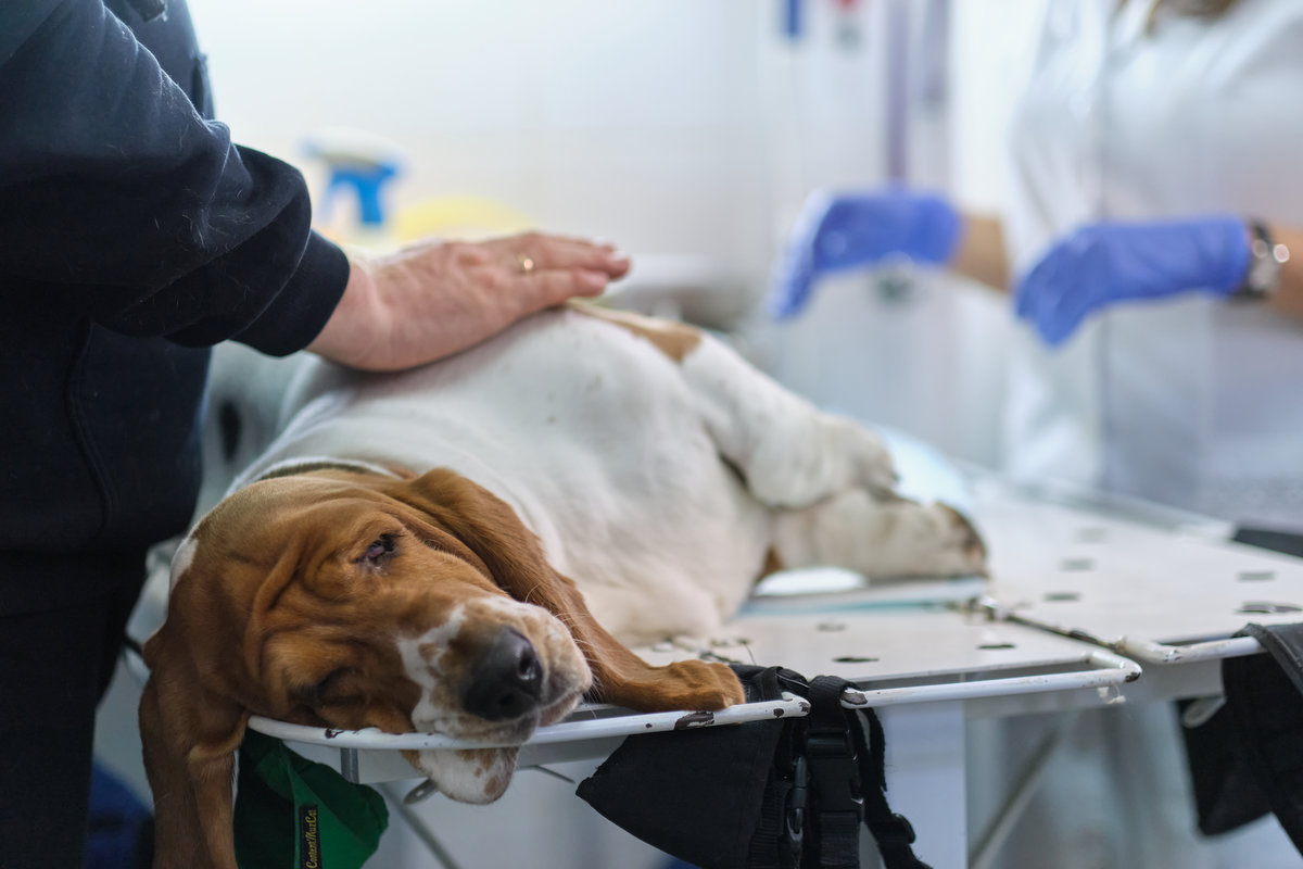 Healing dog belly after surgery. Scar on dog stomach. veterinarian examines a dog's suture after surgery. seam treated with silver or aluminum spray