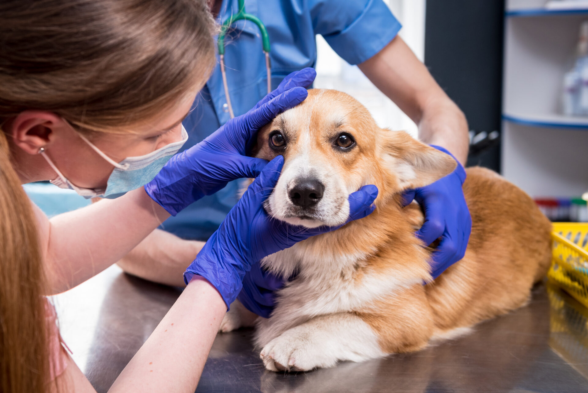 Veterinary team examining a dog's eyes