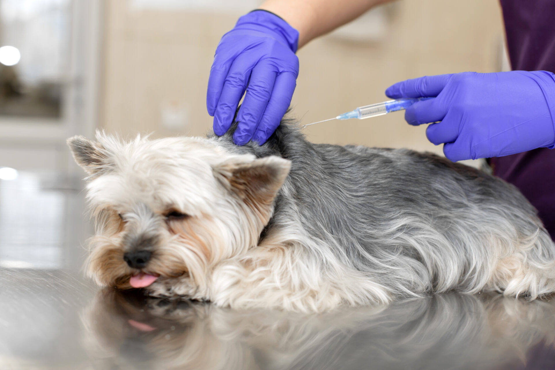 Veterinarian vaccinating a small dog at the clinic