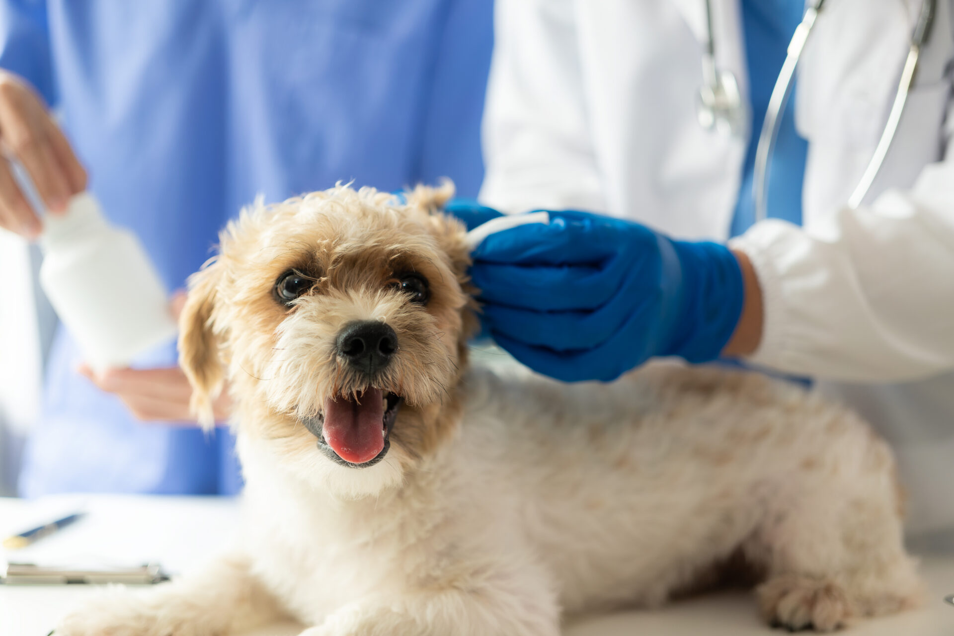 Young veterinarian examining small dog with stethoscope