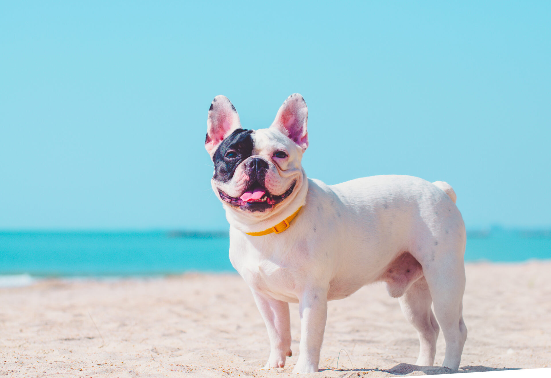french bulldog stand on the sand beach