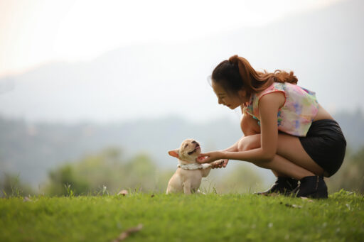 Cute little French bull dog with happy owner playing at the park in summer. Young Asian woman relaxing, having fun, holding the dog to share love and care. Love pet as family.