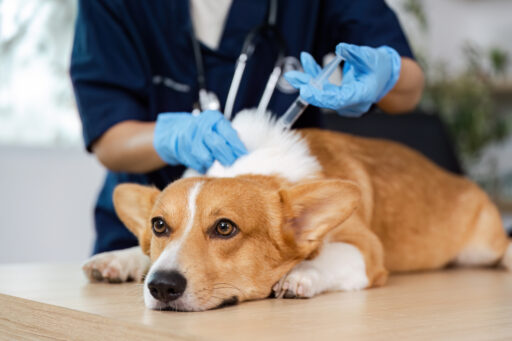 A veterinarian carefully vaccinates a corgi, ensuring its health and safety in a professional veterinary setting.