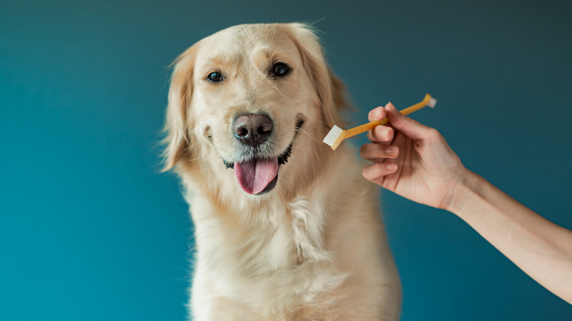 Girls hand hold a muzzle and a toothbrush. Woman brushing teeth a golden retriever dog with toothbrush at home. Pets dental hygiene concept