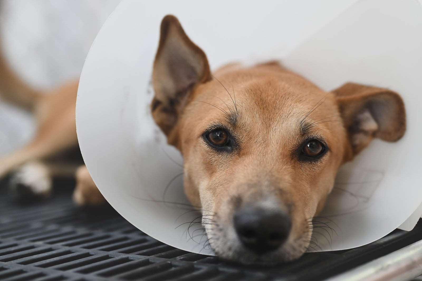 Dog wearing a protective recovery cone while resting after spay or neuter surgery