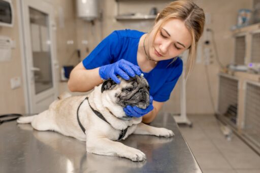 Veterinarian examining a pug's ears, illustrating anesthesia care for flat-faced dog breeds