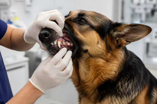 Veterinarian examining a dog's teeth during a dental checkup